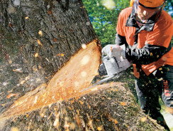 How to Choose a Chain Saw